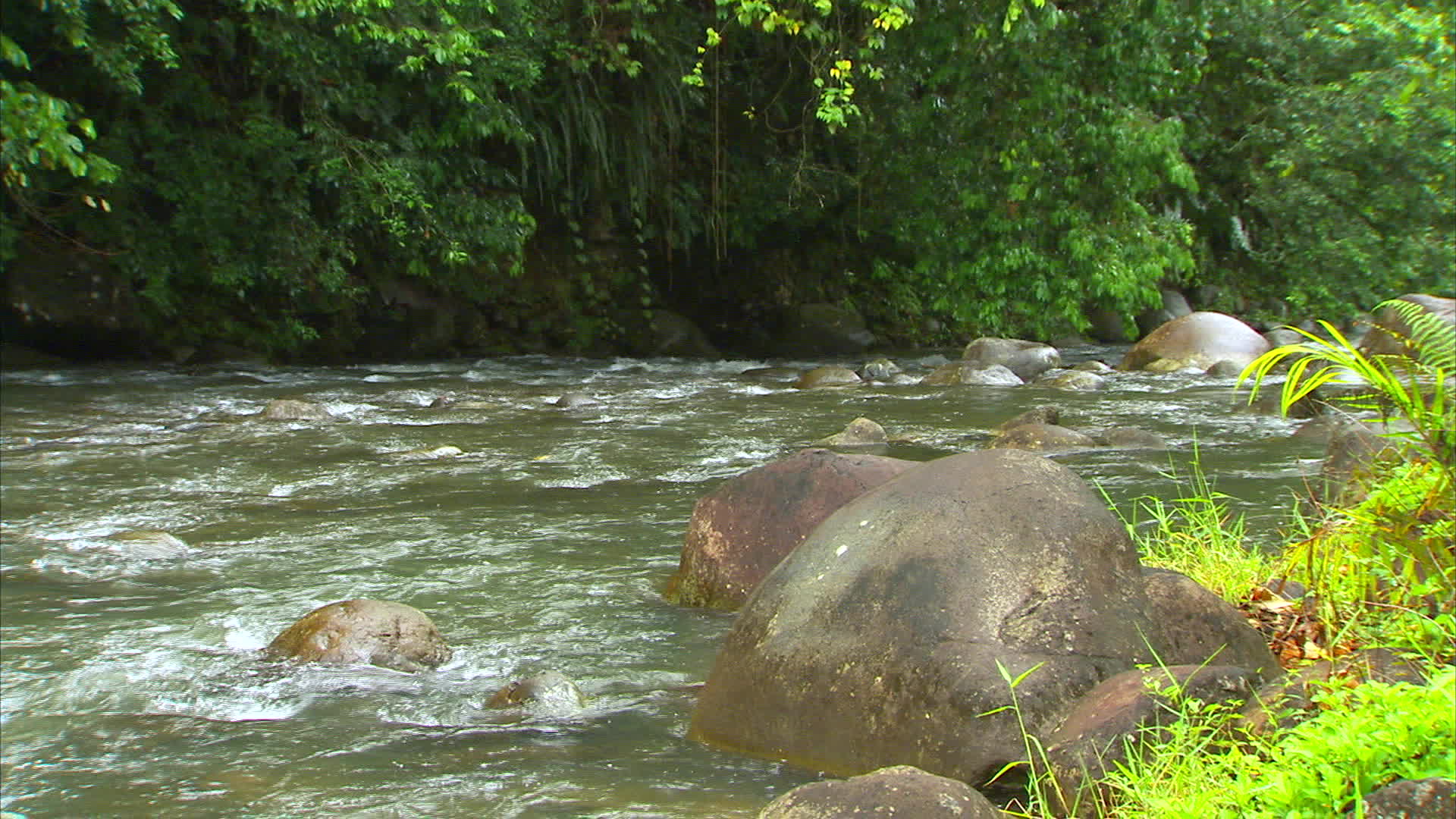 Guadeloupe - White Gully river