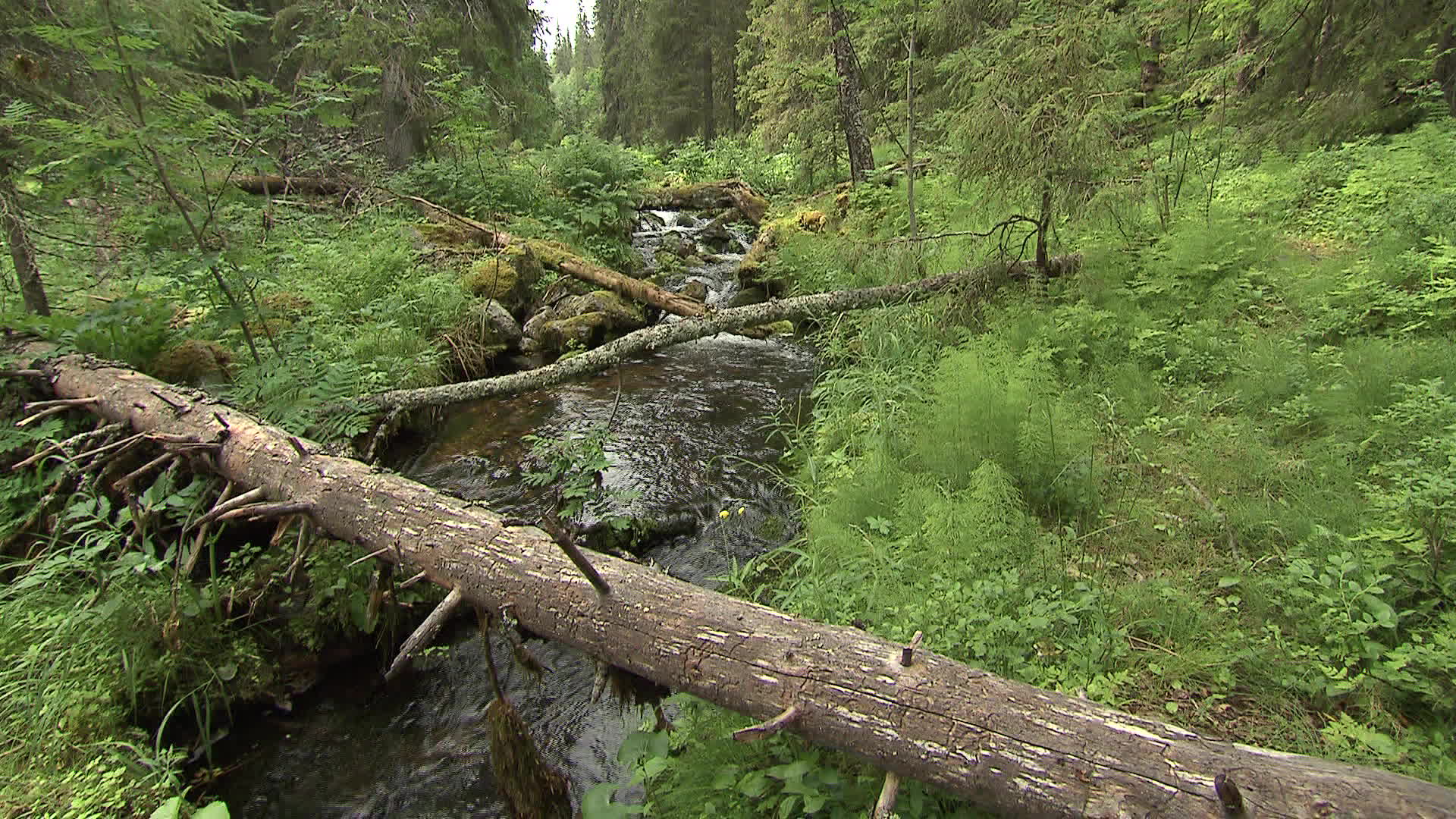 Lapland - Varkankuru