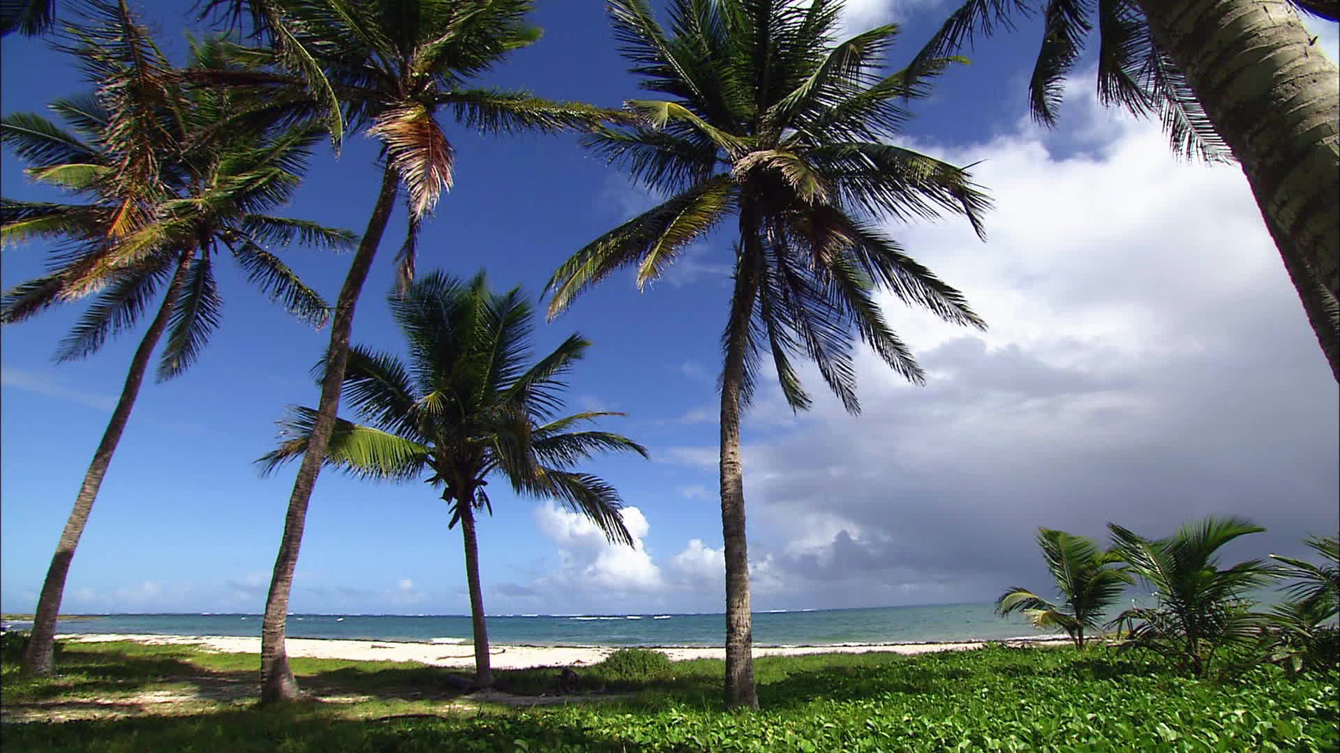 Martinique - great Covemacabou