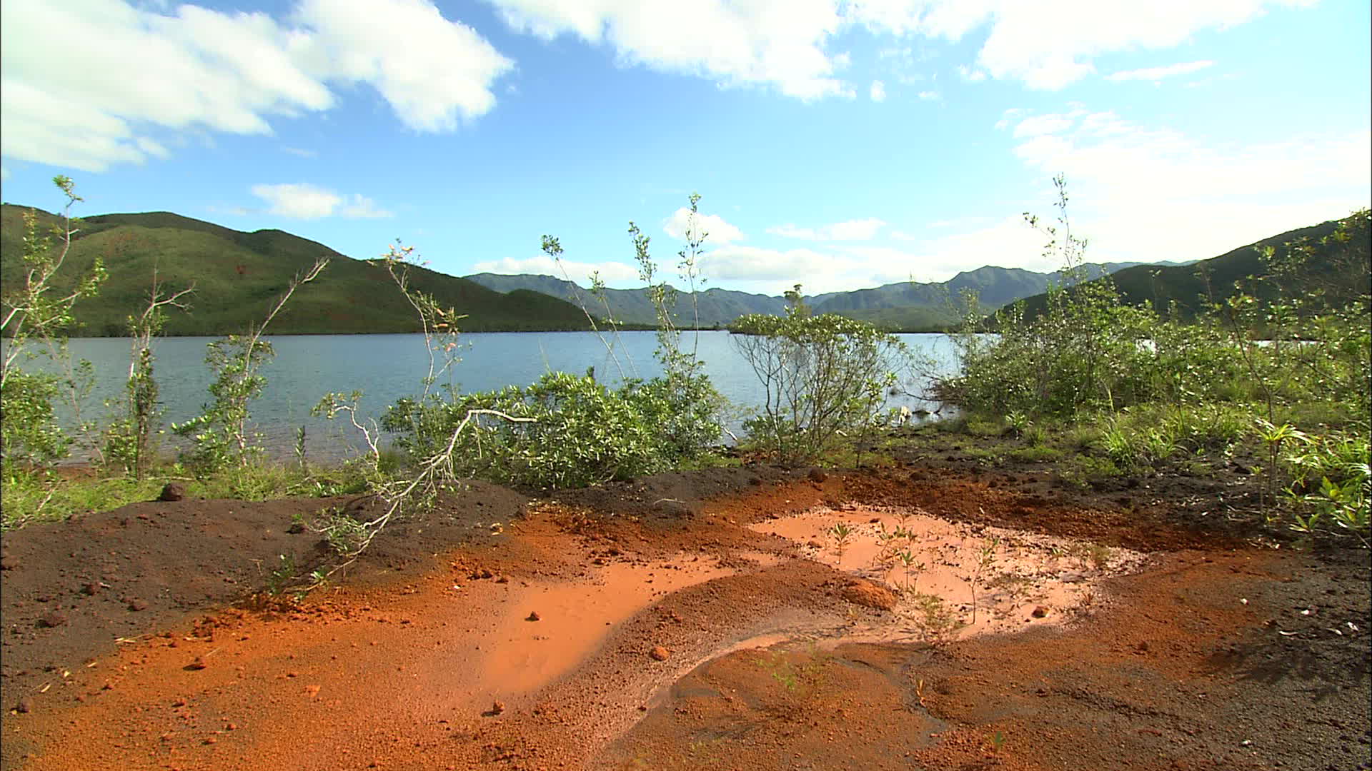 New Caledonia - drowned forest