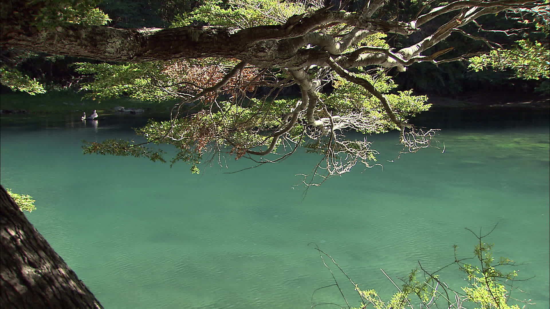 Rio Negro - Manso river