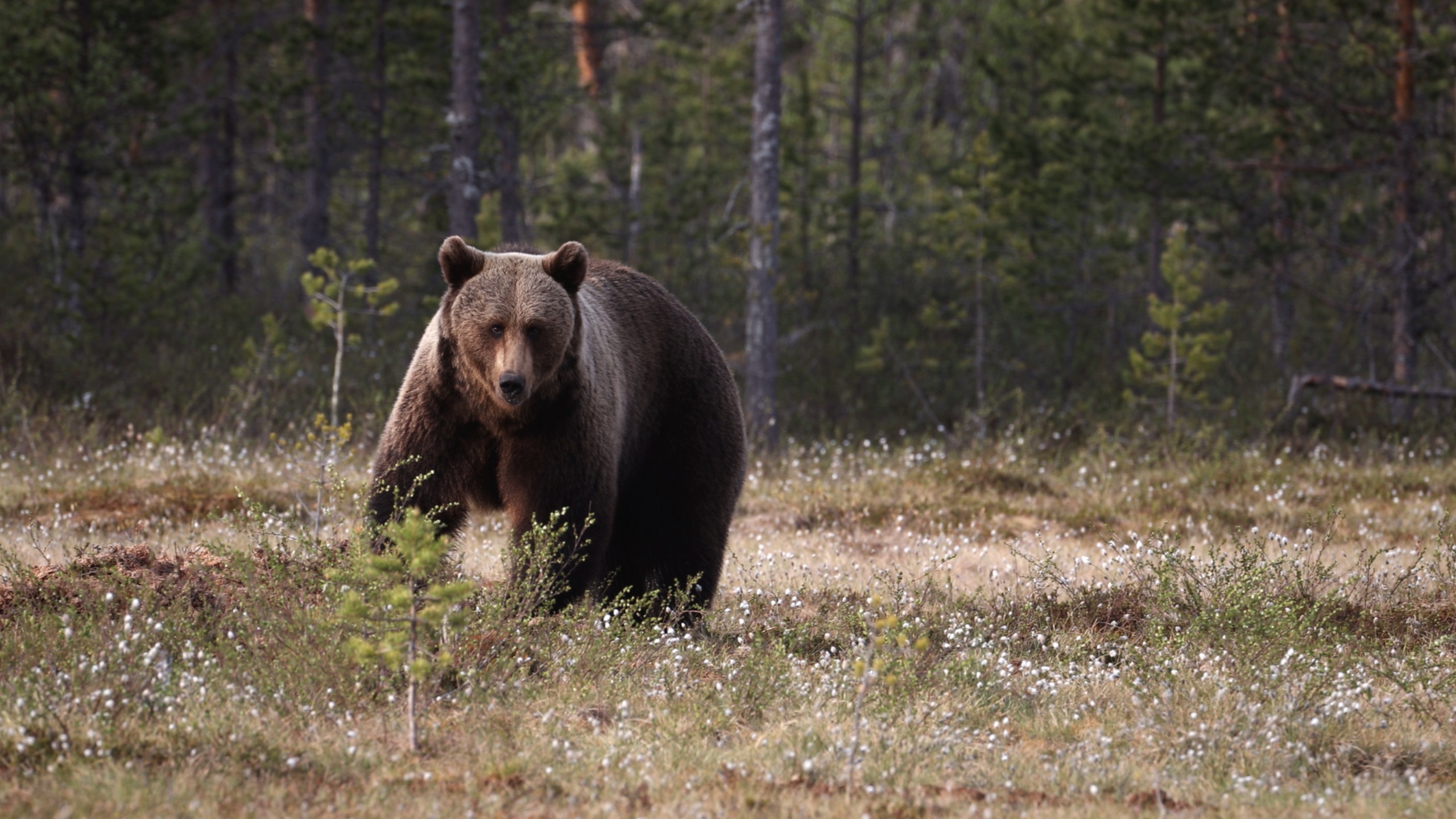 The Superpowers of the Bear