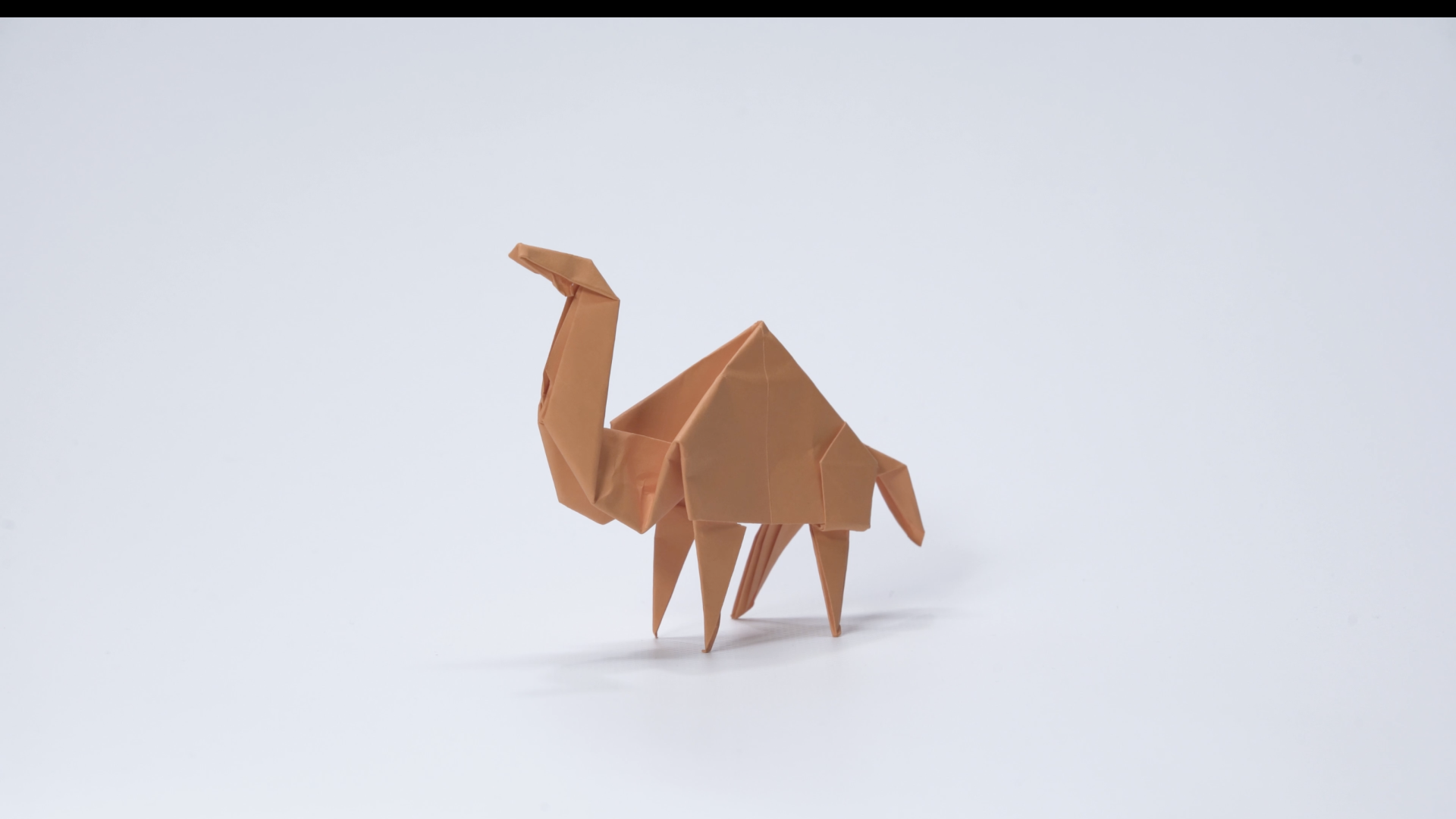 The Camel