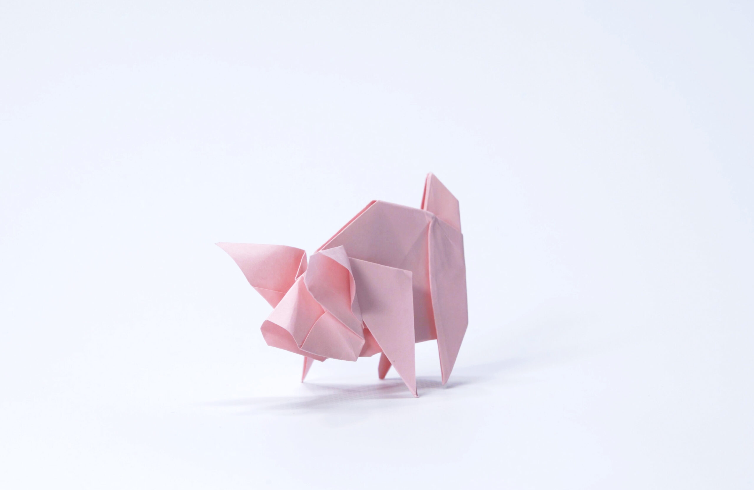 The Pig