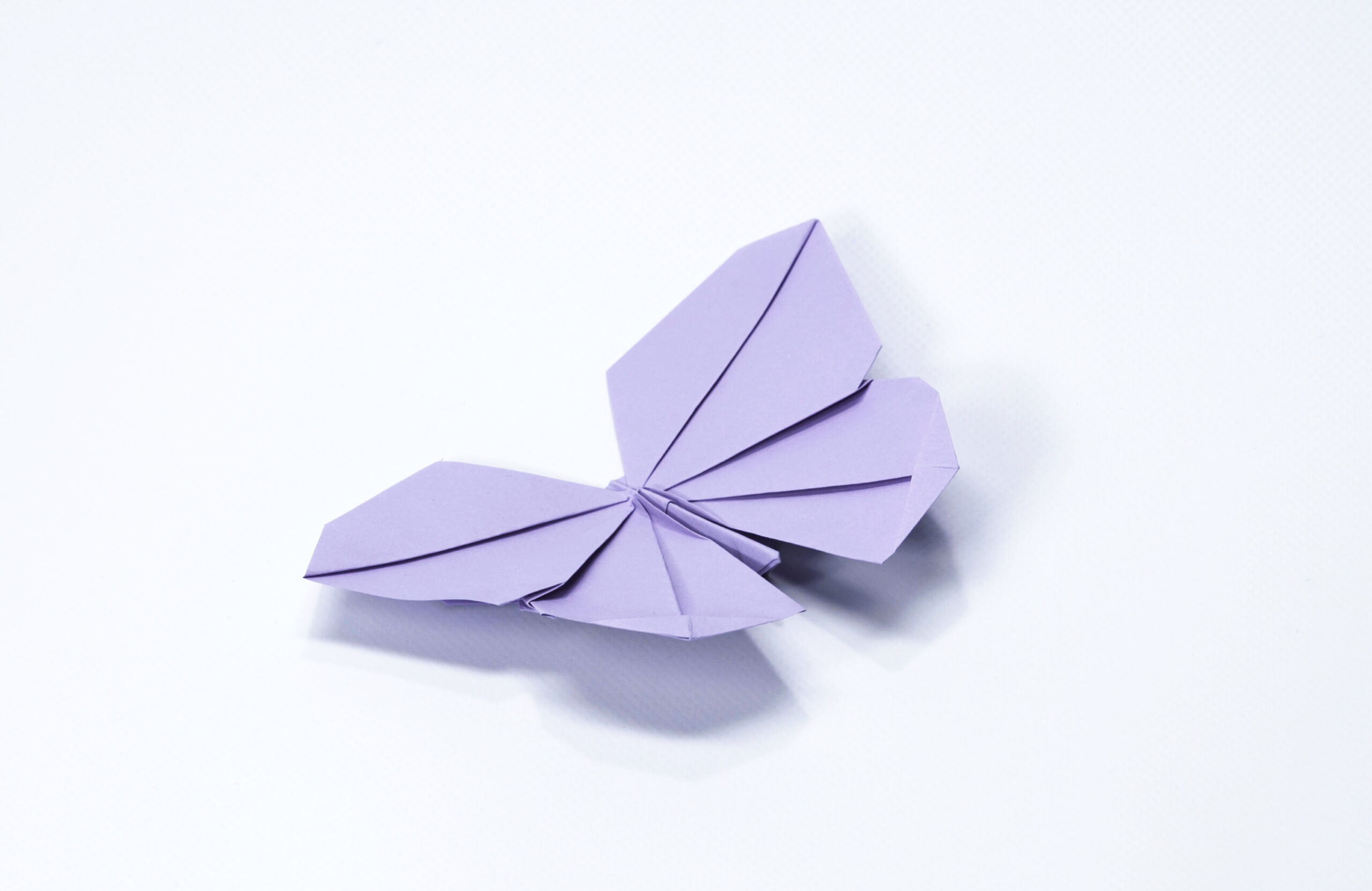 The Small butterfly
