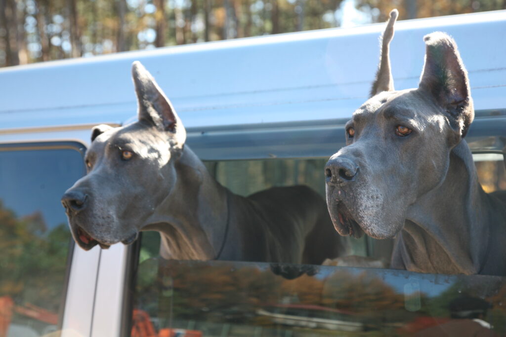 Extraordinary Dogs