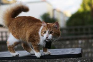 Cat Talk