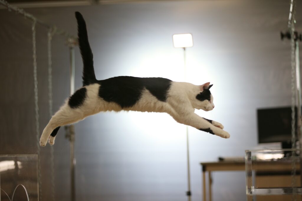 Cats Uncovered