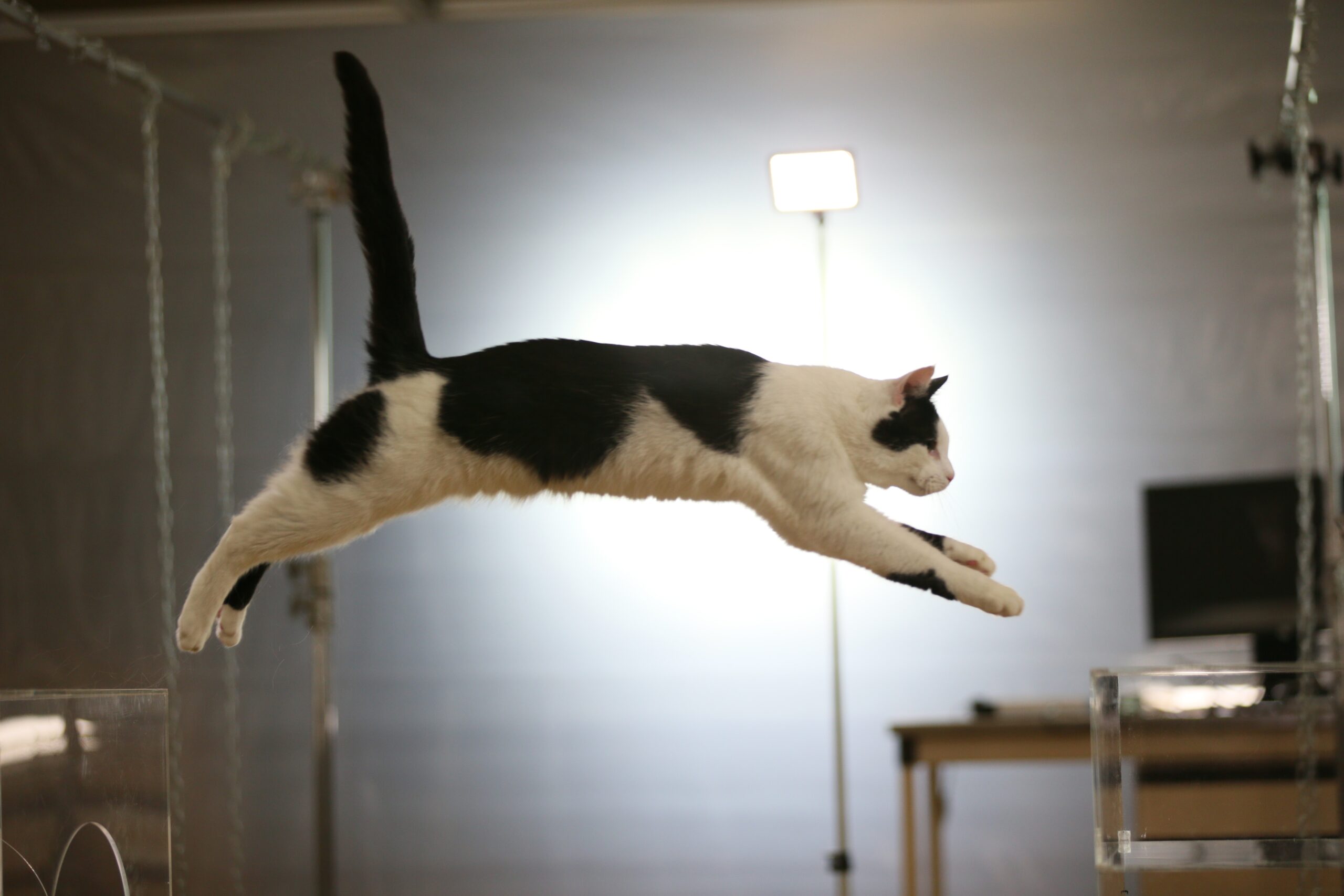 Cats Uncovered