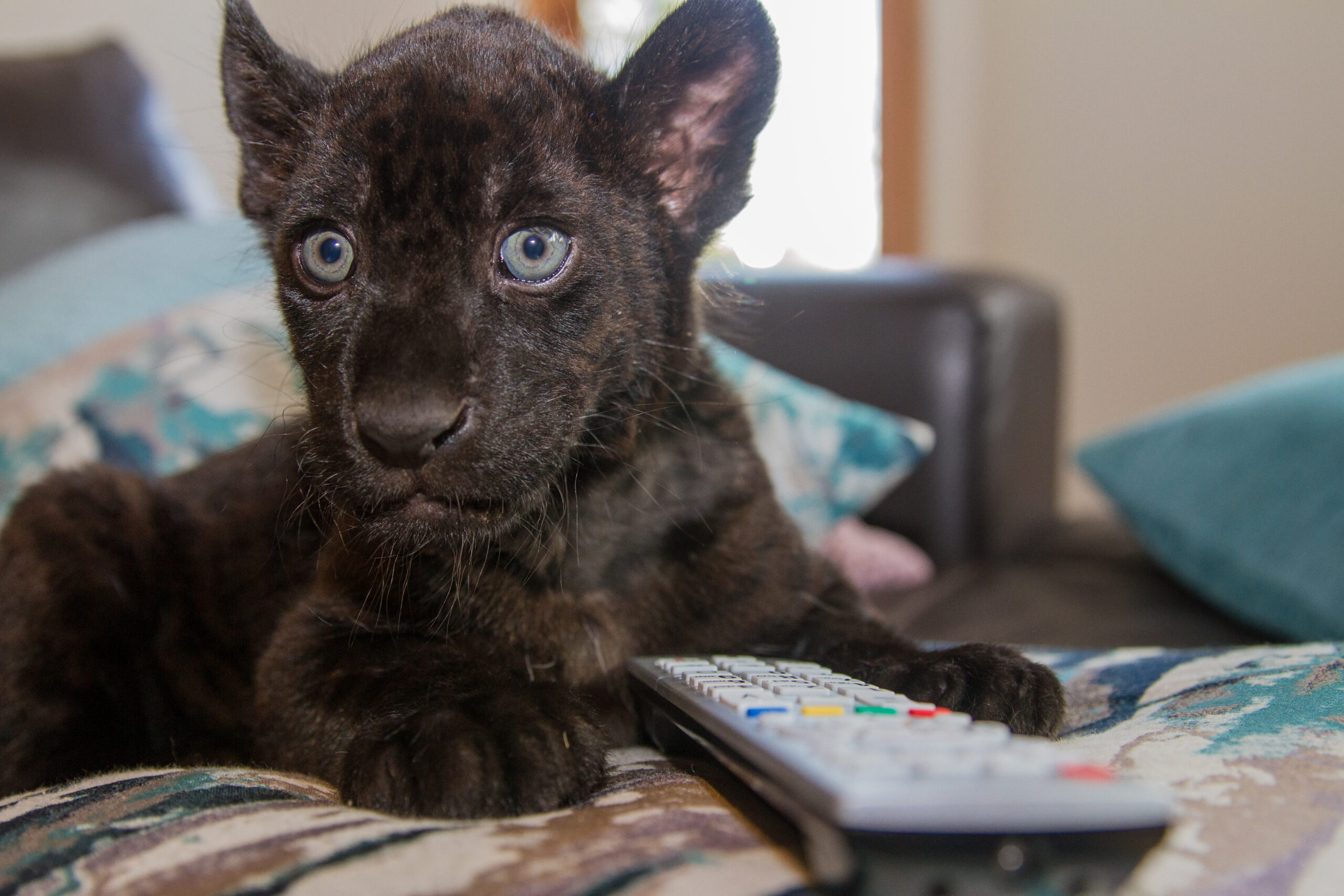 Big Cats About the House