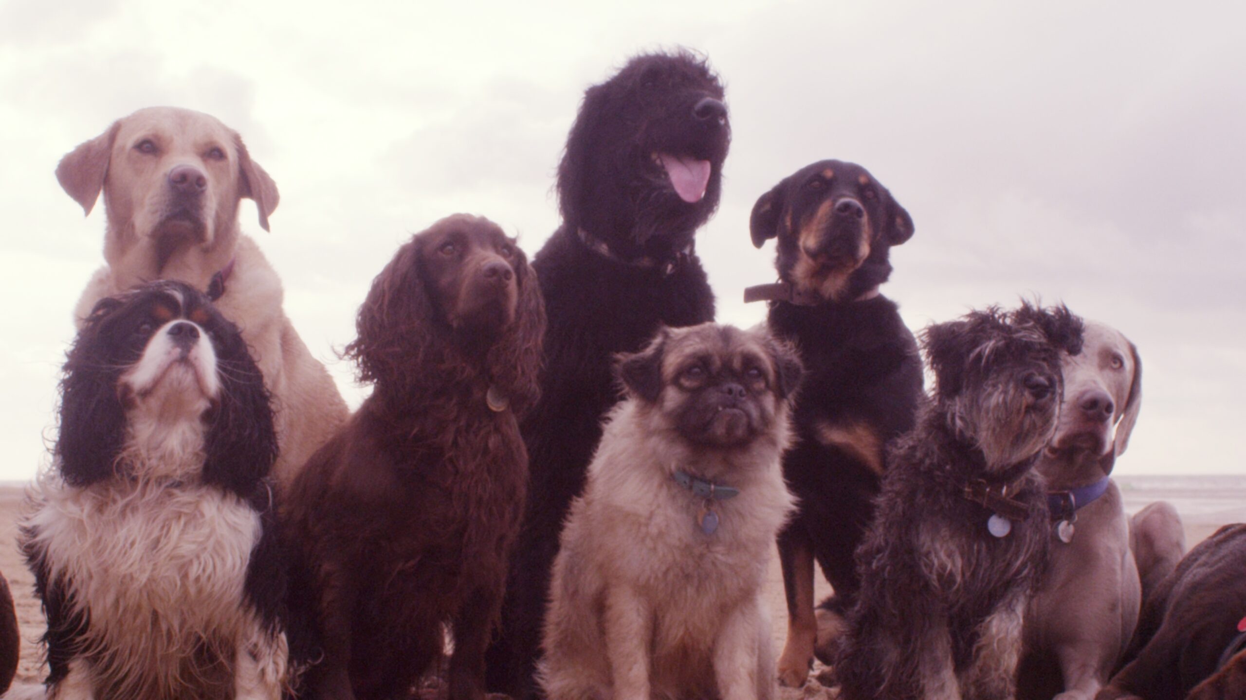 The Secret Life of Dogs