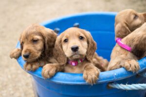 Puppy Talk