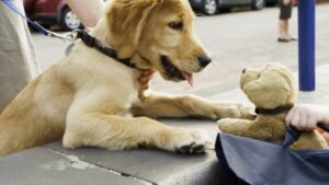 Puppy Smart
