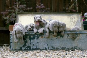 Puppy Growth