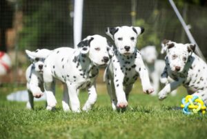 Puppy Super Senses