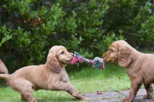Puppy Fun