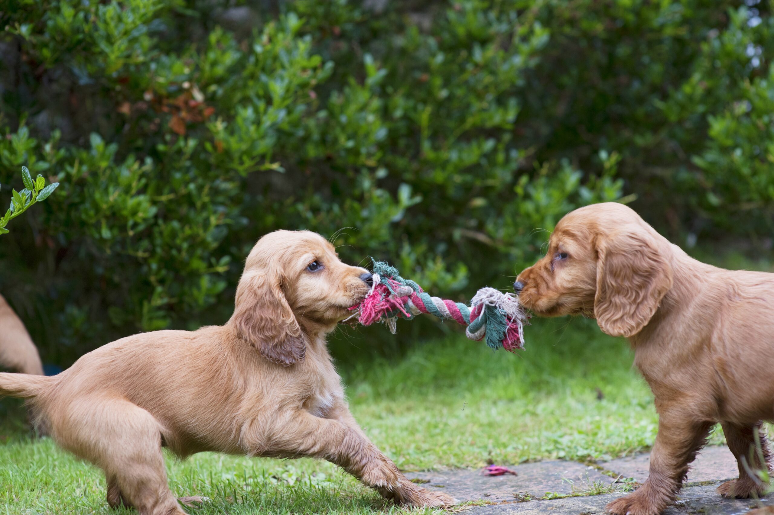 Puppy Fun