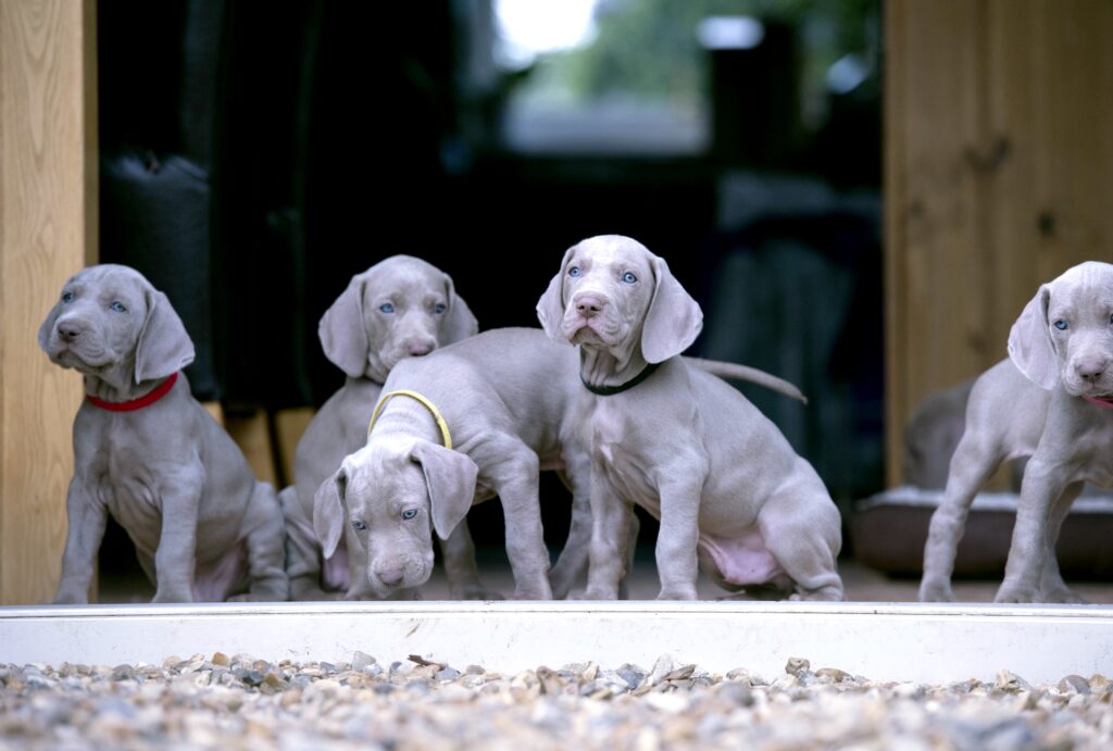 Wonderful World of Puppies