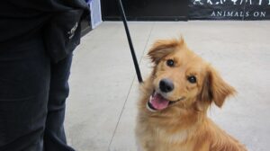 Billie - obedience dog