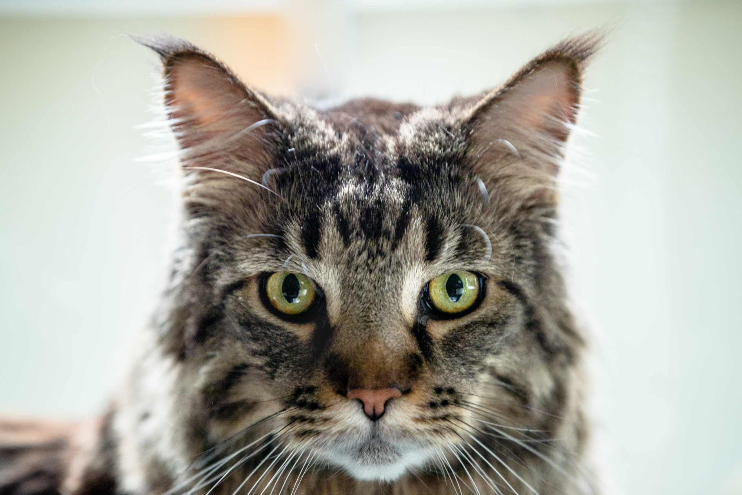 The Lion in the Living Room