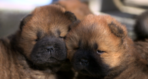 Norwegian Forest Cats, Cattle Dogs & Miniature Dachshunds