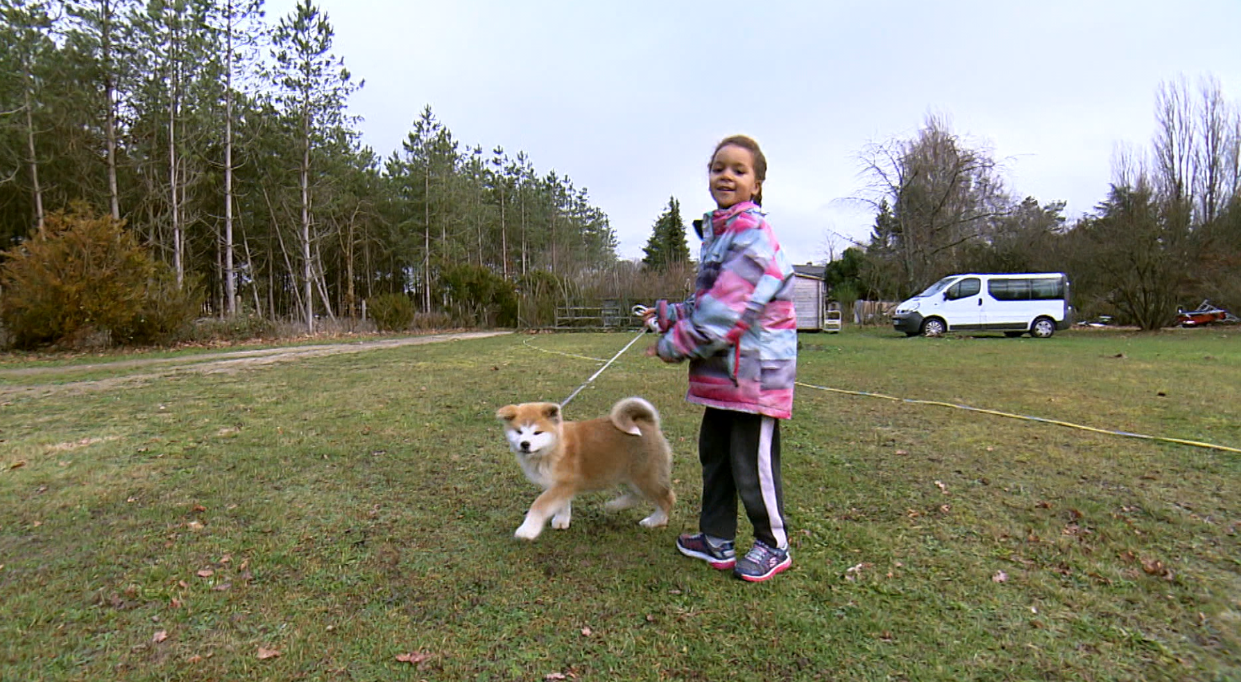 Shibas, Gordon Setters & Huskies