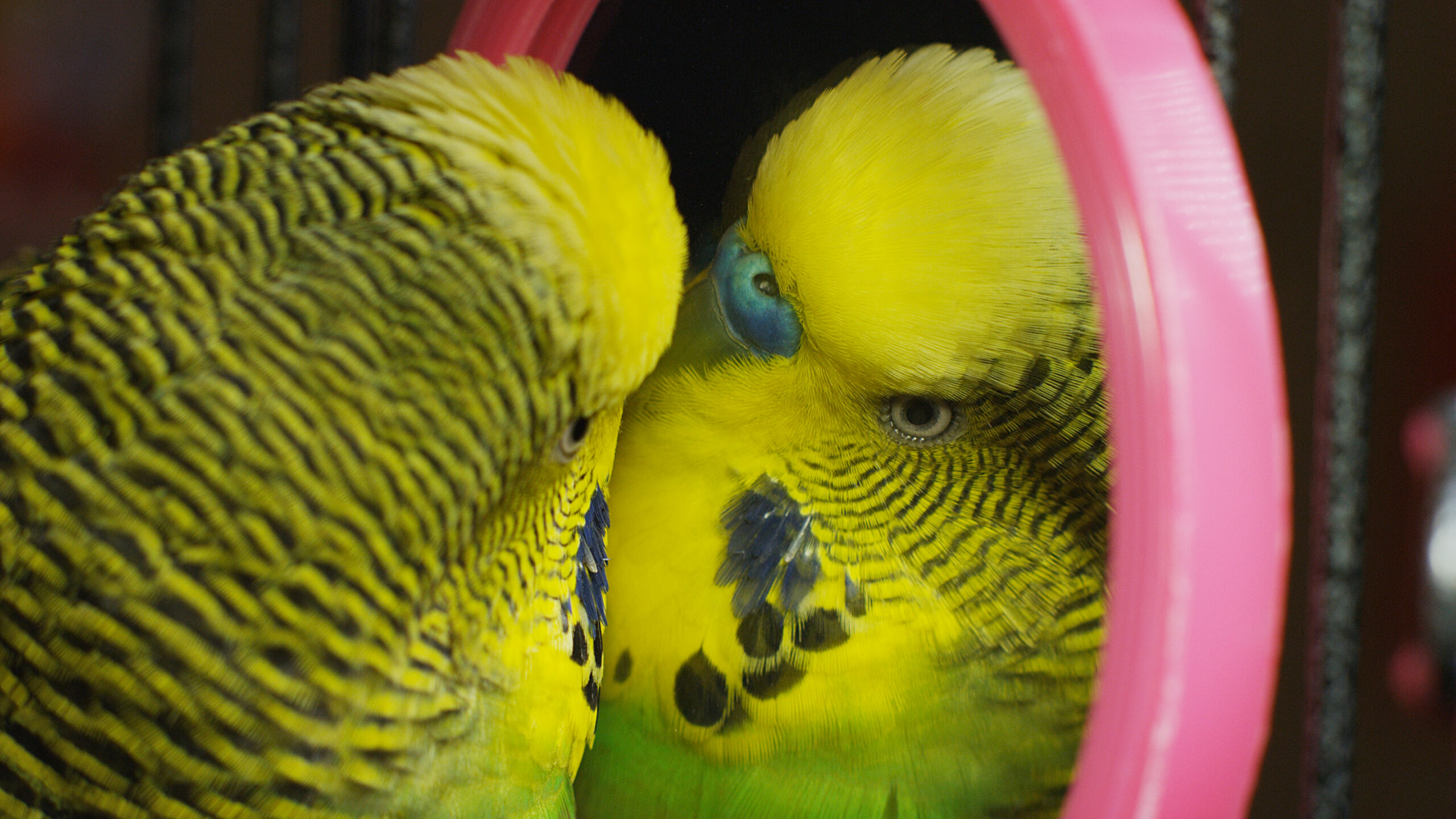 Secretive Creatures