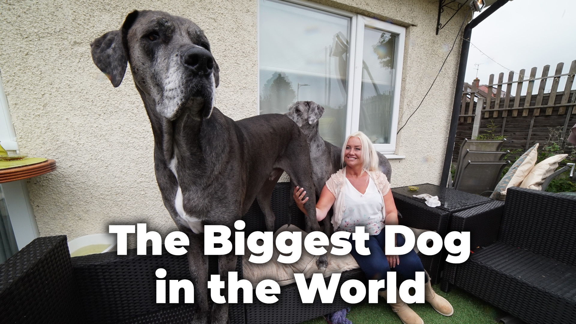 Biggest Dog in the World