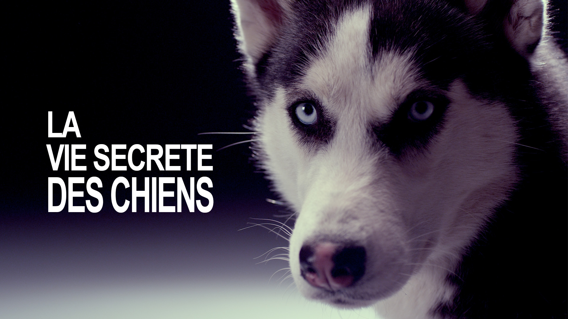 La Vie secrète des Chiens