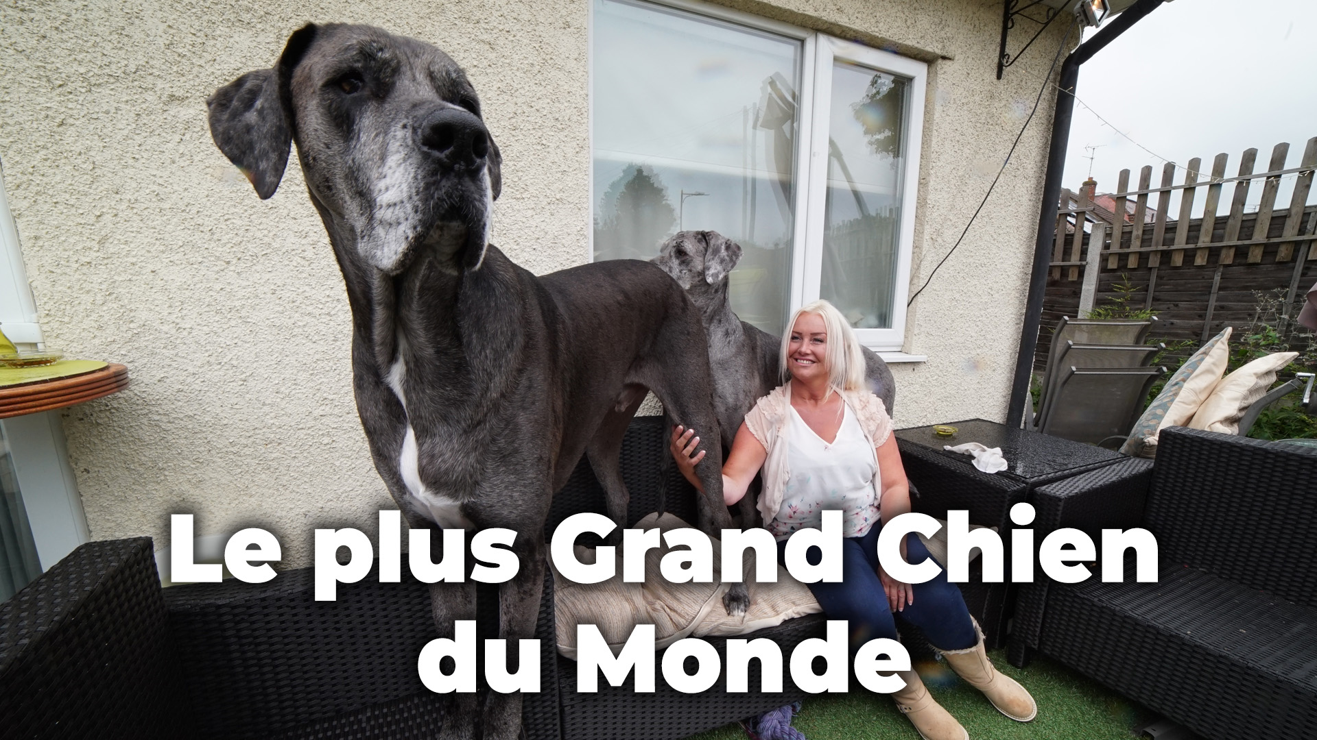 Le plus Grand Chien du Monde