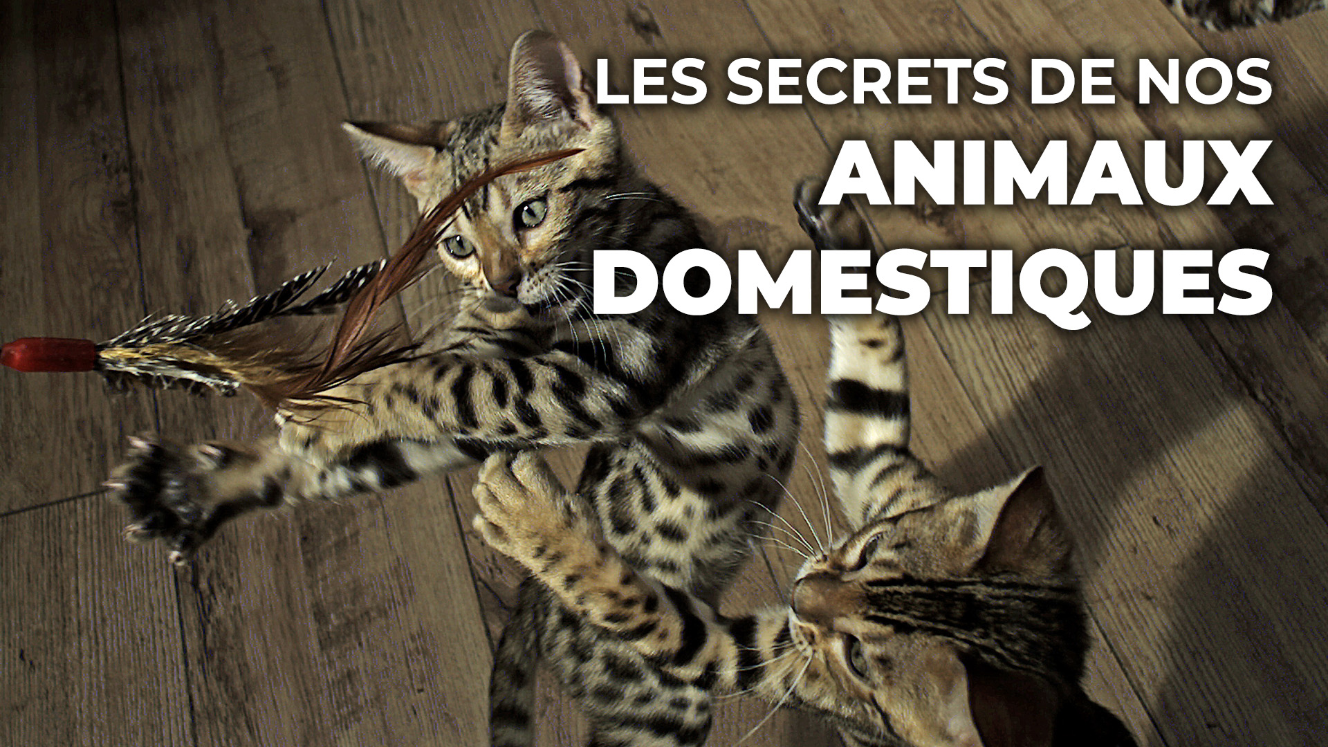 Les secrets de nos animaux domestiques