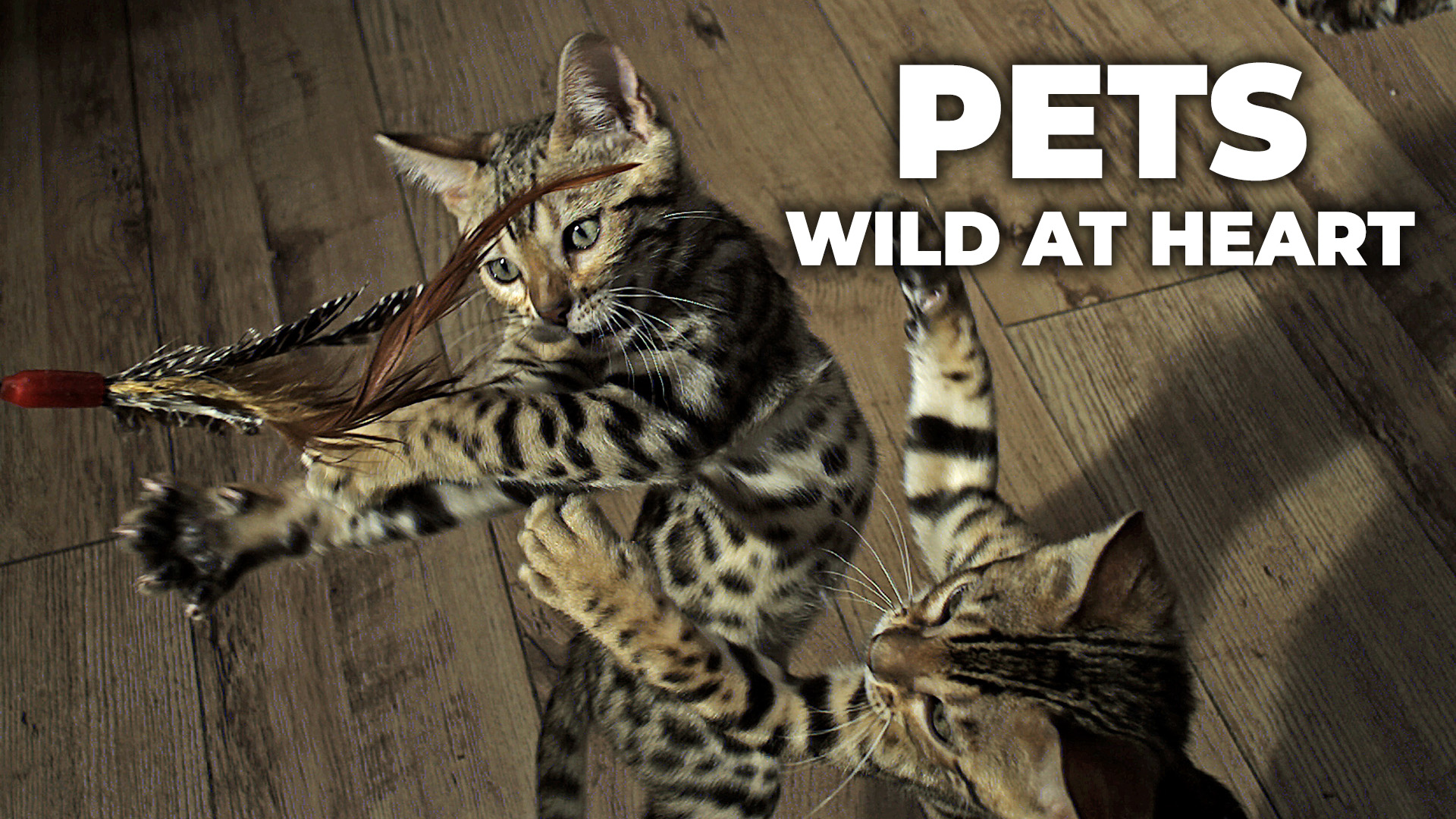 Pets: Wild at heart